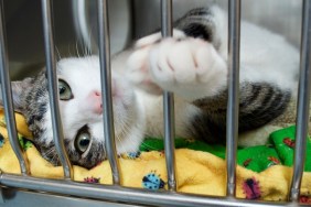 A grey and white kitten reaches a paw out of its cage at the animal shelter