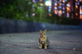Stray Cat In the Mid-Night City