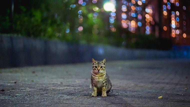 Stray Cat In the Mid-Night City