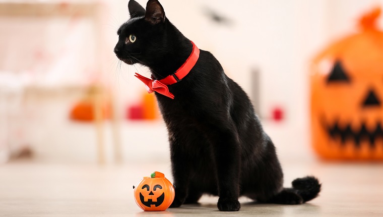 Black cat with red bow tie and plastic pumpkin