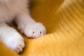 Bright white cat paws. Sleeping on yellow background