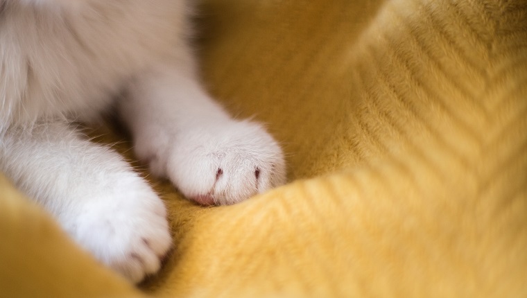Bright white cat paws. Sleeping on yellow background