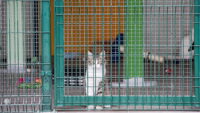 cat in caged play area