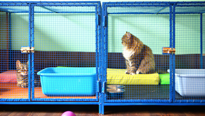cats in caged play area