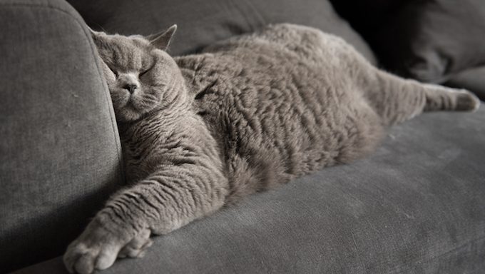cat napping on sofa