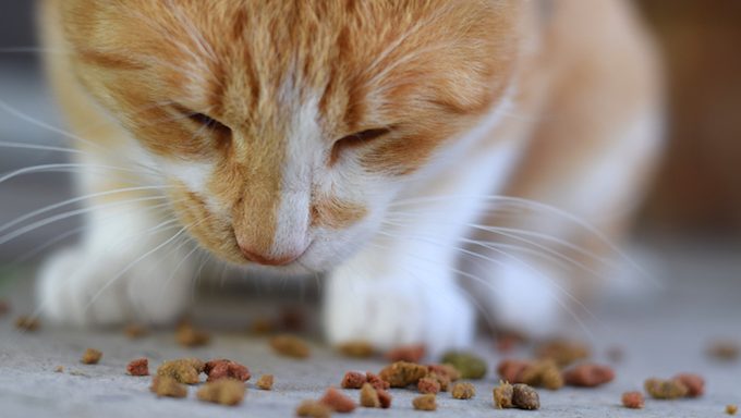 cat eating treats on floor