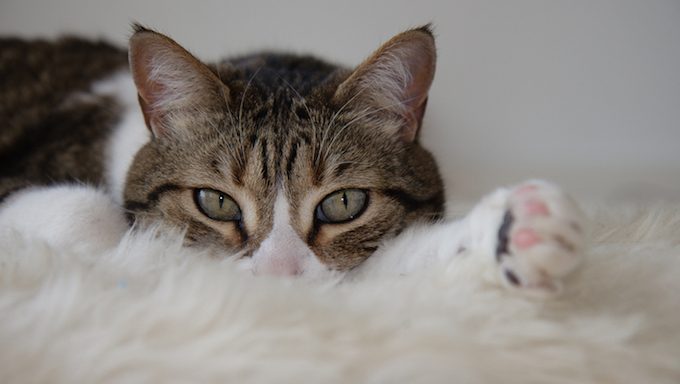 cat lying on soft, furry rug
