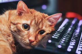 Cat Lay on Computer Keyboard on a work place and posing