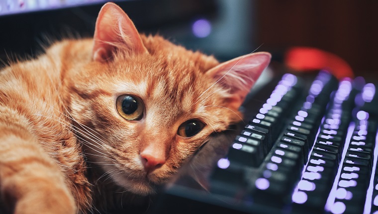 Cat Lay on Computer Keyboard on a work place and posing