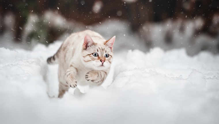 White Mink Bengal running in deep Snow, Action Shot