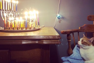 Orange and white cat watching the Hanukkah menorah candles burn