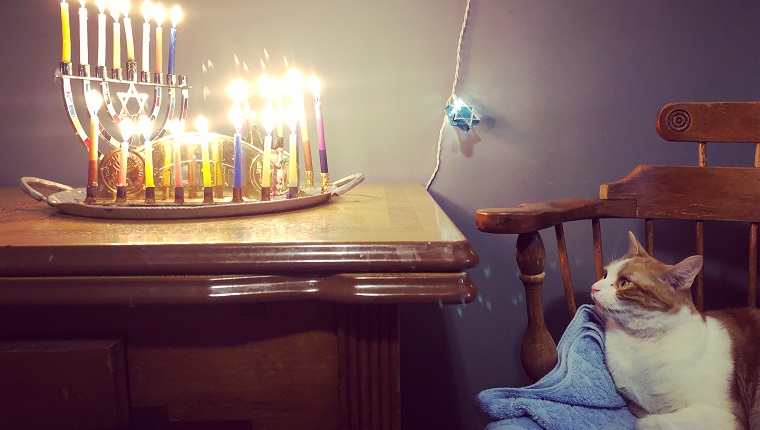 Orange and white cat watching the Hanukkah menorah candles burn