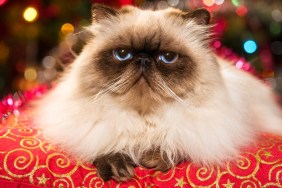Funny persian colourpoint cat is lying on a red cushion in front of a Christmas tree with colourful lights bokeh