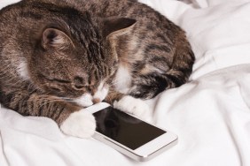 Cat watching an iPhone