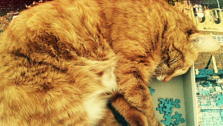 Cat asleep on jigsaw