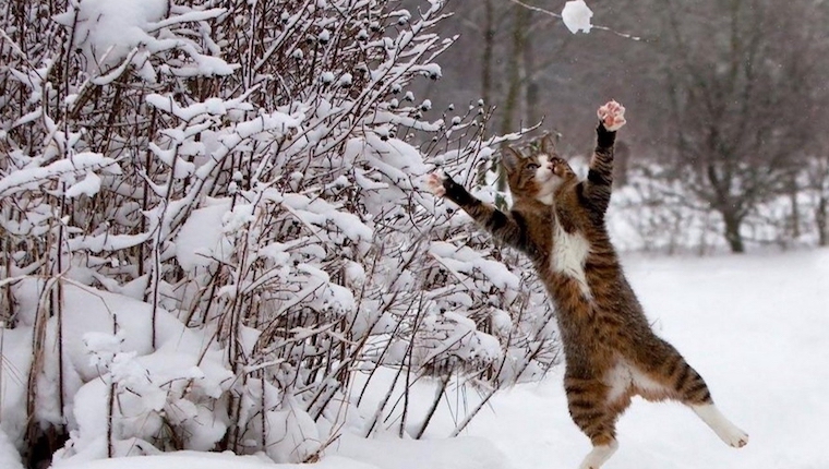 Cat playing with snowball. cats vs snow.