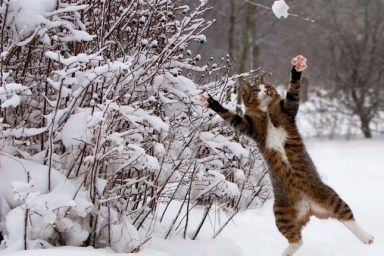 Cat playing with a snowball