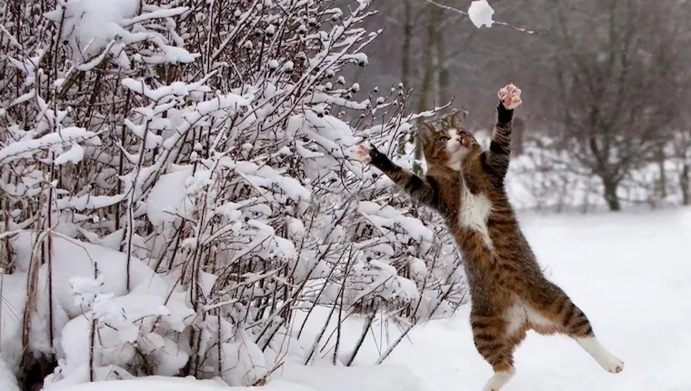Cat playing with a snowball