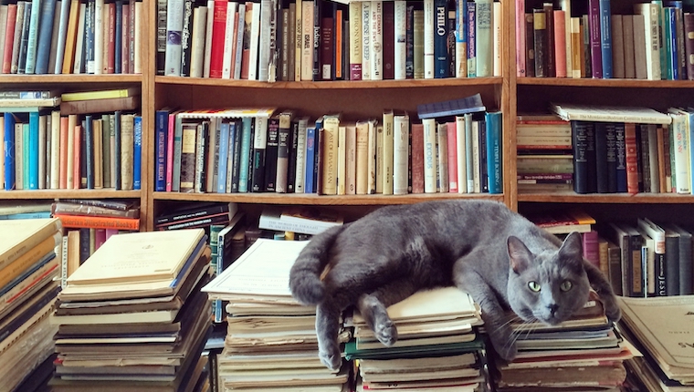 Cat lounging on a stack of books