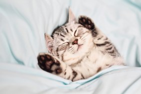 Kitten sleeping under the covers
