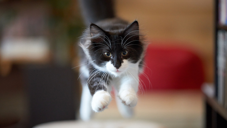 Cat leaping