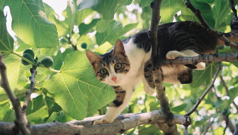 Cat climbing tree