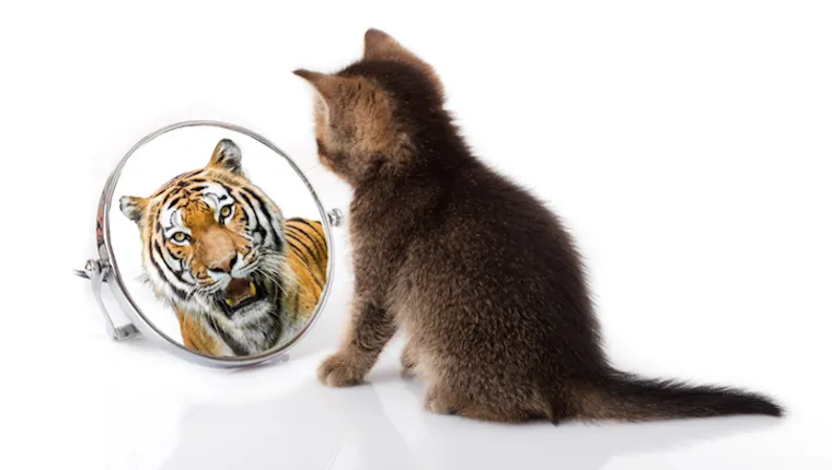 Kitten looking at reflection as a tiger