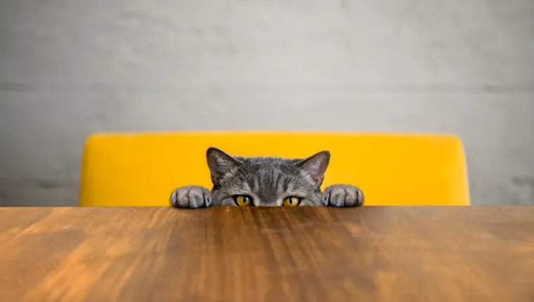 Cat peeking over table