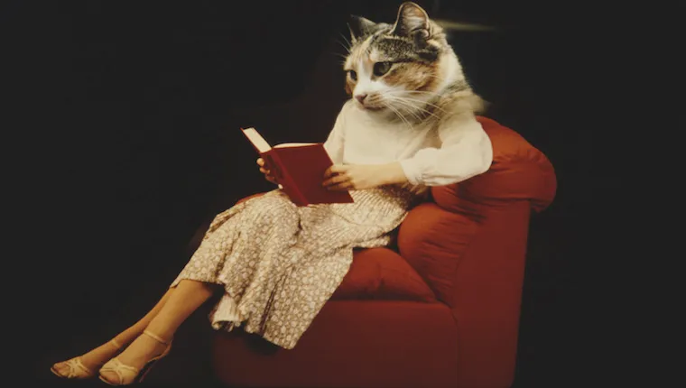 Woman with a cat's head reading