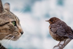 cat watching a small bird