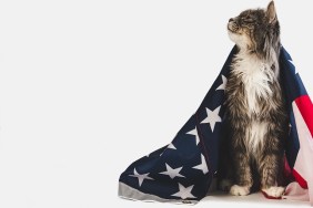 Cute, charming kitten and American Flag on a white, isolated background. Close-up, side view. Studio photo shoot. Preparation for the national holiday. Congratulations for family, friends, colleagues
