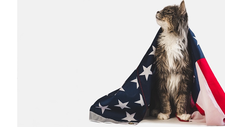 Cute, charming kitten and American Flag on a white, isolated background. Close-up, side view. Studio photo shoot. Preparation for the national holiday. Congratulations for family, friends, colleagues