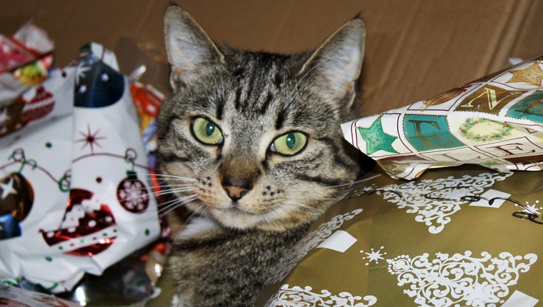 Cute cat looking at me while lying in discarded Christmas wrapping paper