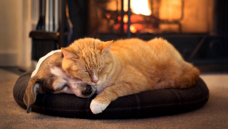 cat and dog by the fireplace