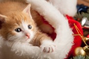 ginger kitten in santa hat against the background of a Christmas tree