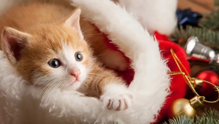 20 Christmas Kittens Who Are Ready For Santa [PICTURES] - CatTime