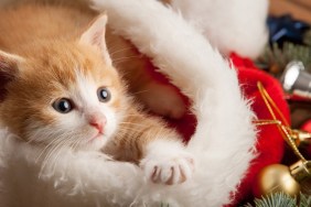 ginger kitten in santa hat against the background of a Christmas tree