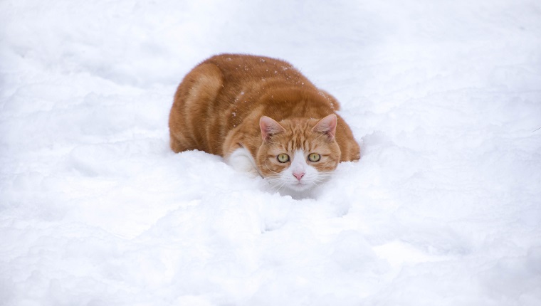 Cat crouched in the snow