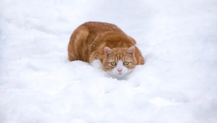 Cat crouched in the snow