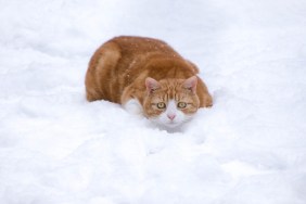 Cat crouched in the snow