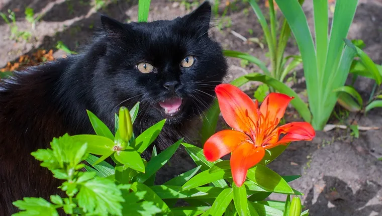 black cat is sitting near orange Lily