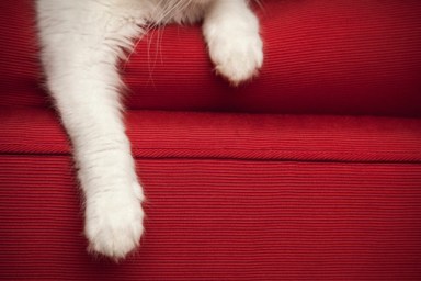 Cat's paws