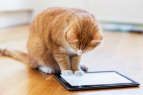 Cat watching an iPad