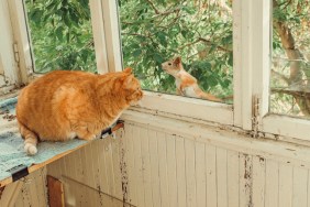 Ginger cat watching squirrel on balcony