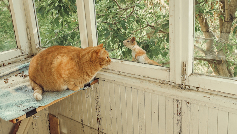 Ginger cat watching squirrel on balcony