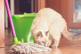 Curious cat near the bucket and mop for cleaning the floor. Scene from home life. Tinted, selective focus, close-up