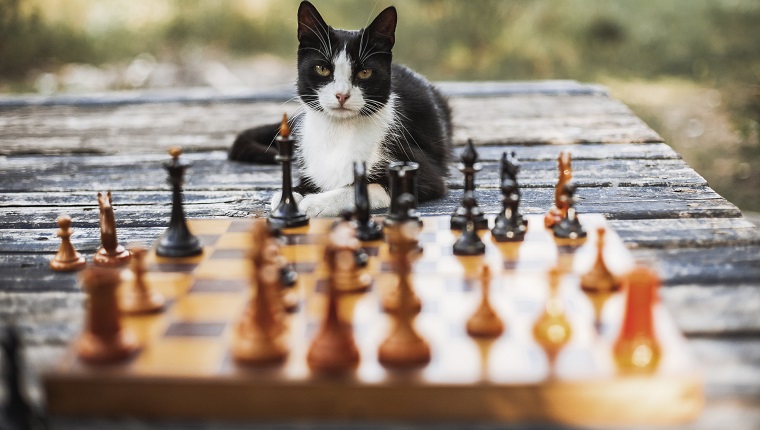 Portrait of cat sitting on wooden table with chess pieces in foreground at backyard in Ukraine, Kiev