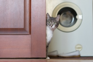 Portrait Of Cat Sitting By Door Against Washing Machine