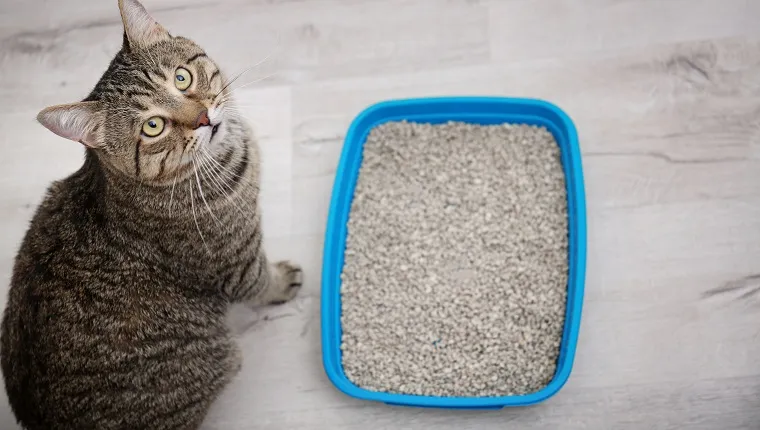 Adorable cat near litter tray indoors. Pet care