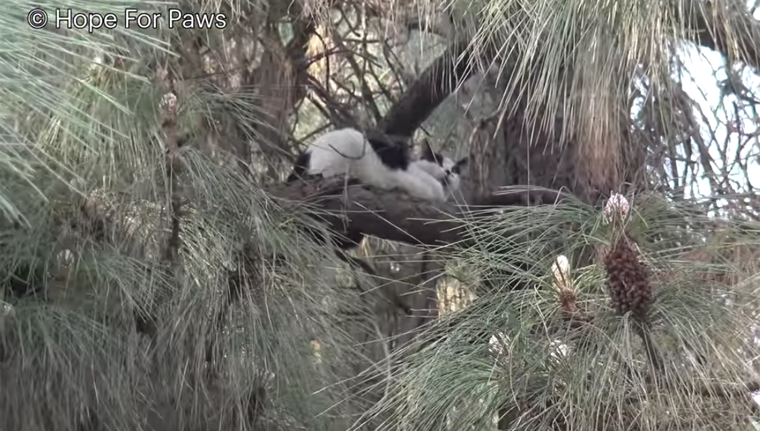 cat in a tree